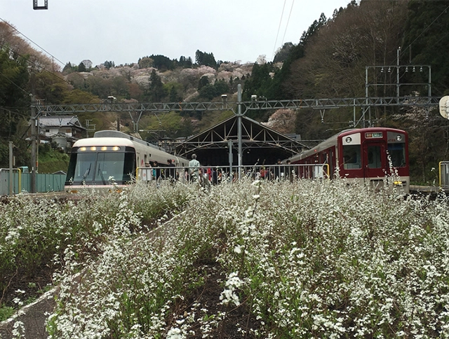 ユキヤナギの植樹（吉野駅）
