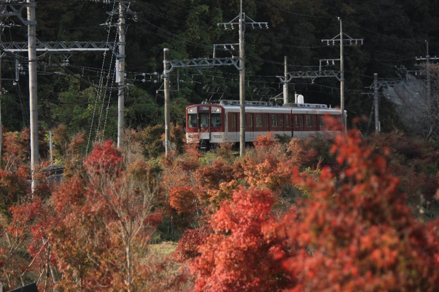 モミジの植樹（福神駅）